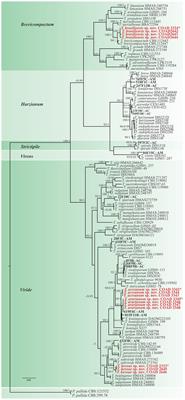 Endophytic Trichoderma species from rubber trees native to the Brazilian Amazon, including four new species